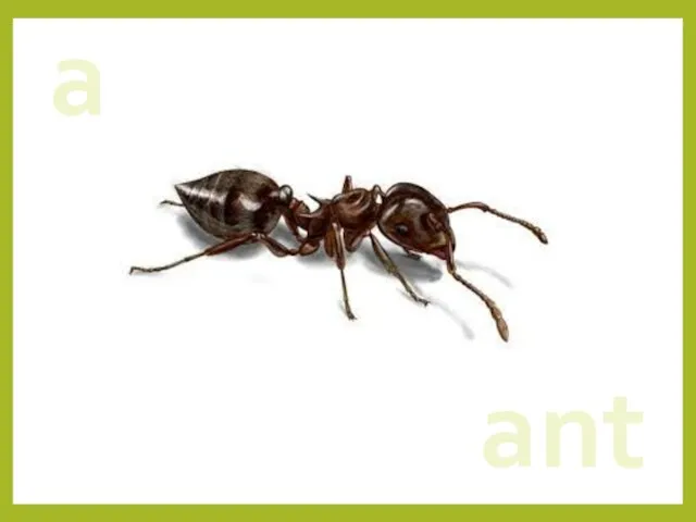 a ant