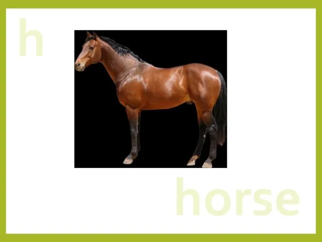 h horse