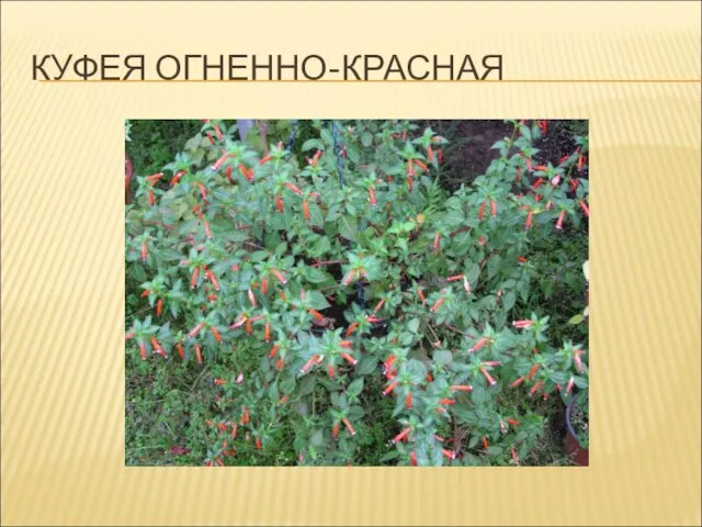 КУФЕЯ ОГНЕННО-КРАСНАЯ