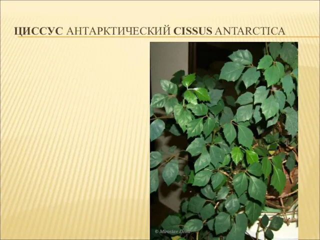 ЦИССУС АНТАРКТИЧЕСКИЙ CISSUS ANTARCTICA