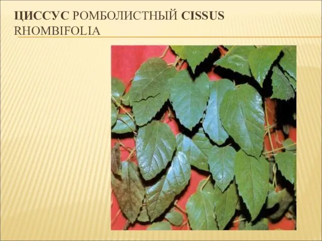 ЦИССУС РОМБОЛИСТНЫЙ CISSUS RHOMBIFOLIA