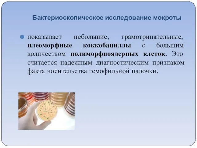 Бактериоскопическое исследование мокроты показывает небольшие, грамотрицательные, плеоморфные коккобациллы с большим количеством полиморфноядерных