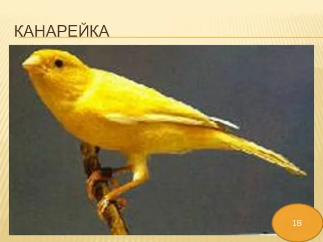 КАНАРЕЙКА 18