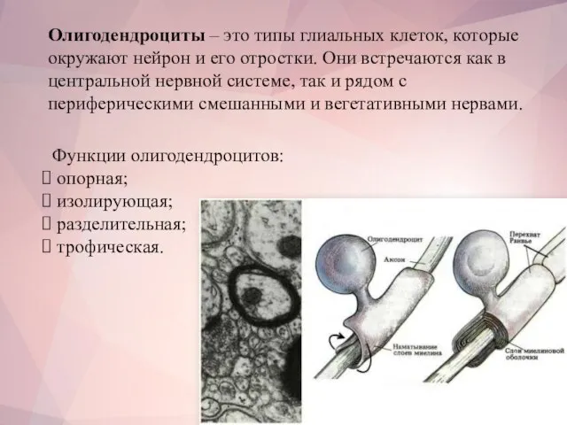 Олигодендроциты – это типы глиальных клеток, которые окружают нейрон и его отростки.