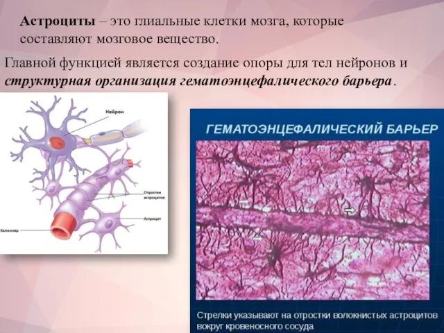 Астроциты – это глиальные клетки мозга, которые составляют мозговое вещество. Главной функцией