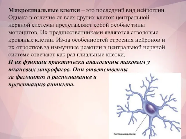 Микроглиальные клетки – это последний вид нейроглии. Однако в отличие от всех