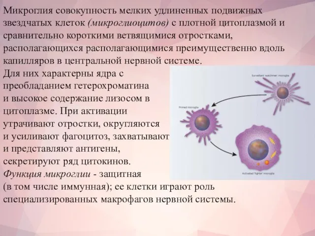 Микроглия совокупность мелких удлиненных подвижных звездчатых клеток (микроглиоцитов) с плотной цитоплазмой и