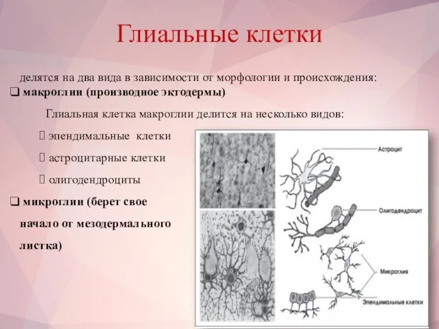 Глиальные клетки делятся на два вида в зависимости от морфологии и происхождения: