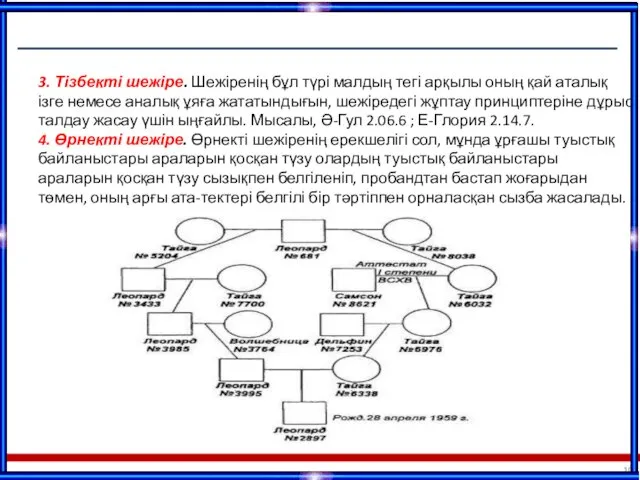 3. Тізбекті шежіре. Шежіренің бұл түрі малдың тегі арқылы оның қай аталық