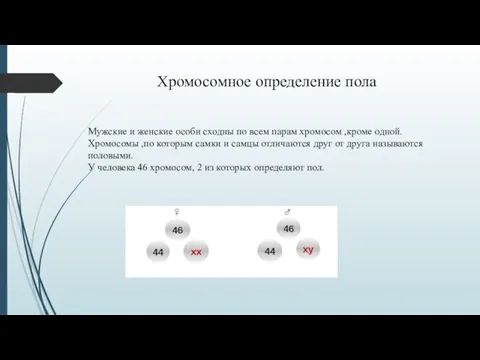 Хромосомное определение пола Мужские и женские особи сходны по всем парам хромосом