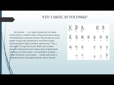 ЧТО ТАКОЕ АУТОСОМЫ? Аутосомы — это пары хромосом, которые идентичны у особей