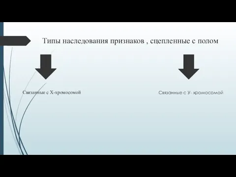 Типы наследования признаков , сцепленные с полом Связанные с Х-хромосомой Связанные с У- хромосомой