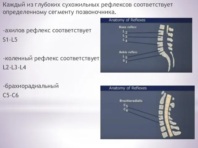 Каждый из глубоких сухожильных рефлексов соответствует определенному сегменту позвоночника. -ахилов рефлекс соответствует