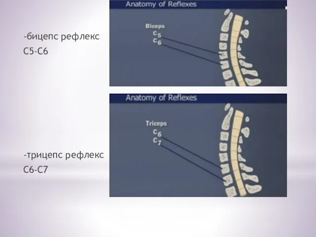 -бицепс рефлекс С5-С6 -трицепс рефлекс С6-С7
