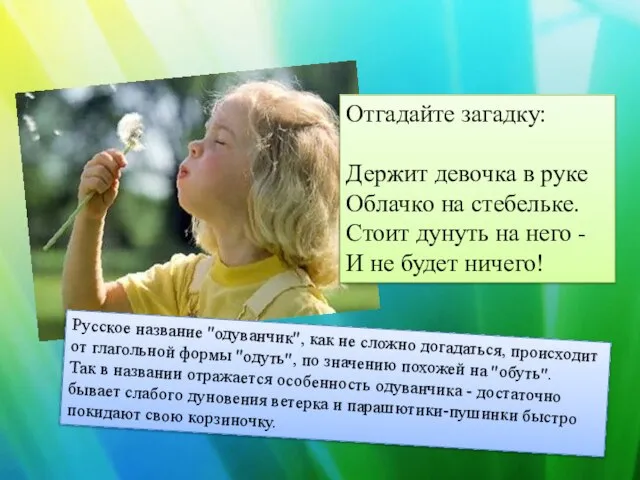 Отгадайте загадку: Держит девочка в руке Облачко на стебельке. Стоит дунуть на