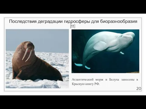 Последствия деградации гидросферы для биоразнообразия [11] Атлантический морж и Белуха занесены в Красную книгу РФ.