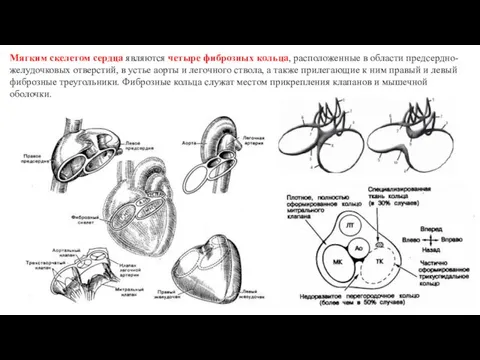 Мягким скелетом сердца являются четыре фиброзных кольца, расположенные в области предсердно-желудочковых отверстий,