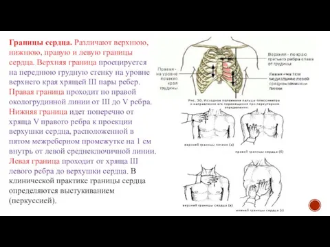 Границы сердца. Различают верхнюю, нижнюю, правую и левую границы сердца. Верхняя граница