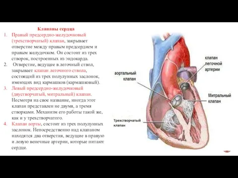 Клапаны сердца Правый предсердно-желудочковый (трехстворчатый) клапан, закрывает отверстие между правым предсердием и