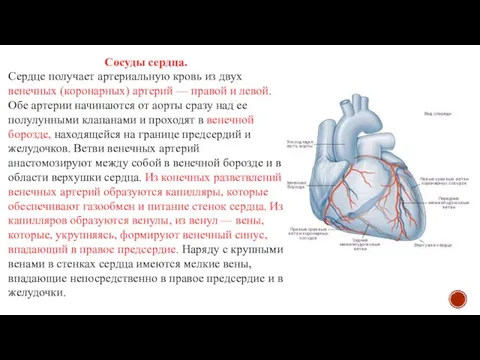 Сосуды сердца. Сердце получает артериальную кровь из двух венечных (коронарных) артерий —