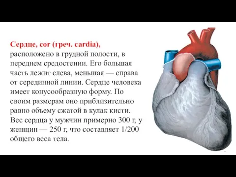 Сердце, соr (греч. cardia), расположено в грудной полости, в переднем средостении. Его