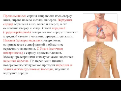 Продольная ось сердца направлена косо сверху вниз, справа налево и сзади наперед.