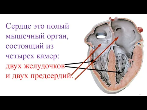 Сердце это полый мышечный орган, состоящий из четырех камер: двух желудочков и двух предсердий.