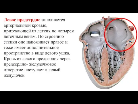 Левое предсердие заполняется артериальной кровью, притекающей из легких по четырем легочным венам.