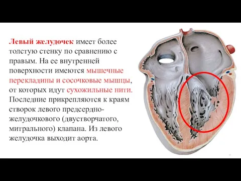 Левый желудочек имеет более толстую стенку по сравнению с правым. На ее