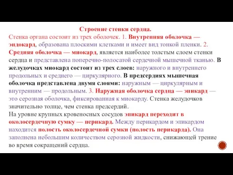 Строение стенки сердца. Стенка органа состоит из трех оболочек. 1. Внутренняя оболочка