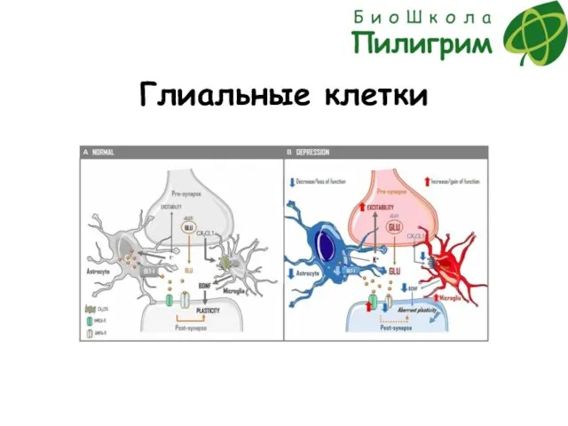 Глиальные клетки