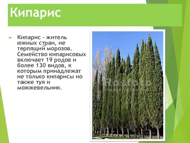 Кипарис Кипарис – житель южных стран, не терпящий морозов. Семейство кипарисовых включает