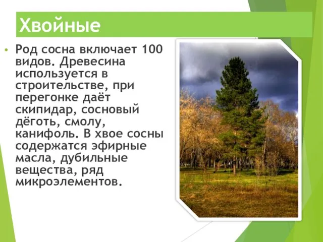 Хвойные Род сосна включает 100 видов. Древесина используется в строительстве, при перегонке