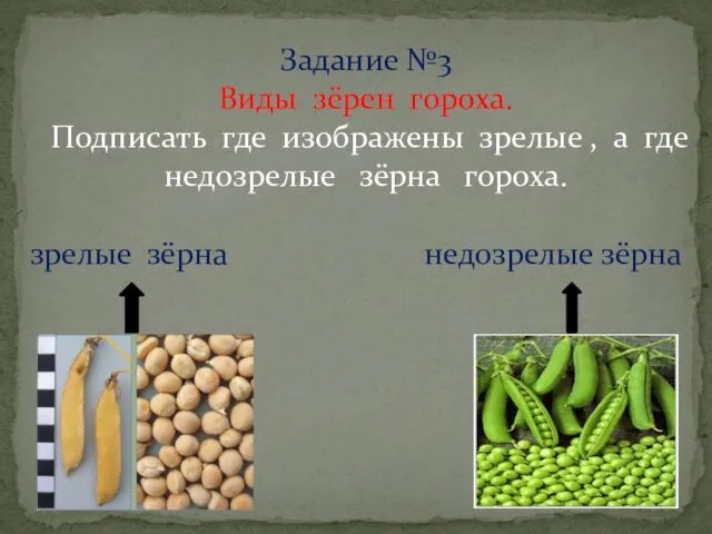 Задание №3 Виды зёрен гороха. Подписать где изображены зрелые , а где