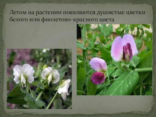 Летом на растении появляются душистые цветки белого или фиолетово-красного цвета