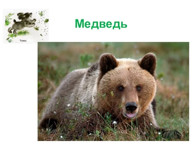 Медведь