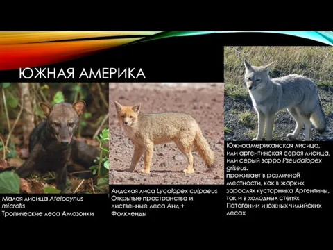 ЮЖНАЯ АМЕРИКА Андская лиса Lycalopex culpaeus Открытые пространства и лиственные леса Анд