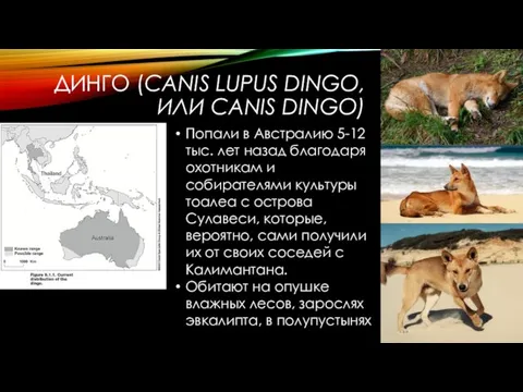 ДИНГО (CANIS LUPUS DINGO, ИЛИ CANIS DINGO) Попали в Австралию 5-12 тыс.