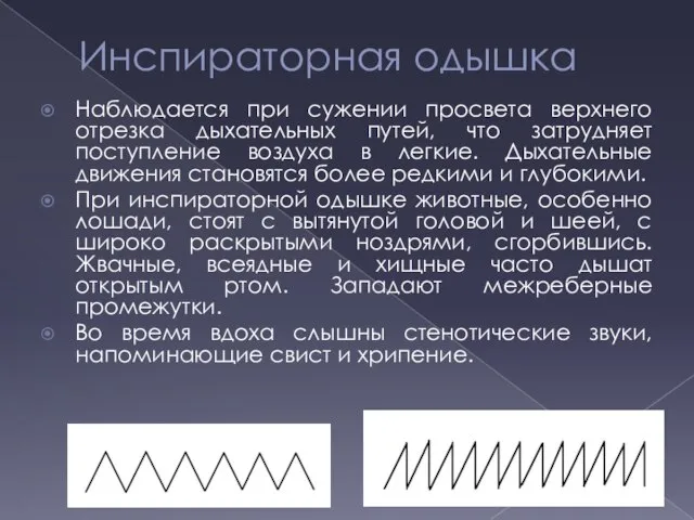 Инспираторная одышка Наблюдается при сужении просвета верхнего отрезка дыхательных путей, что затрудняет