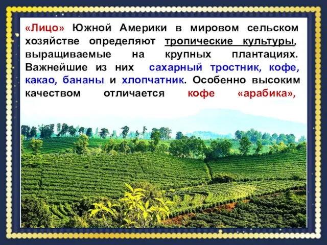 «Лицо» Южной Америки в мировом сельском хозяйстве определяют тропические культуры, выращиваемые на