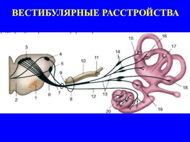 ВЕСТИБУЛЯРНЫЕ РАССТРОЙСТВА