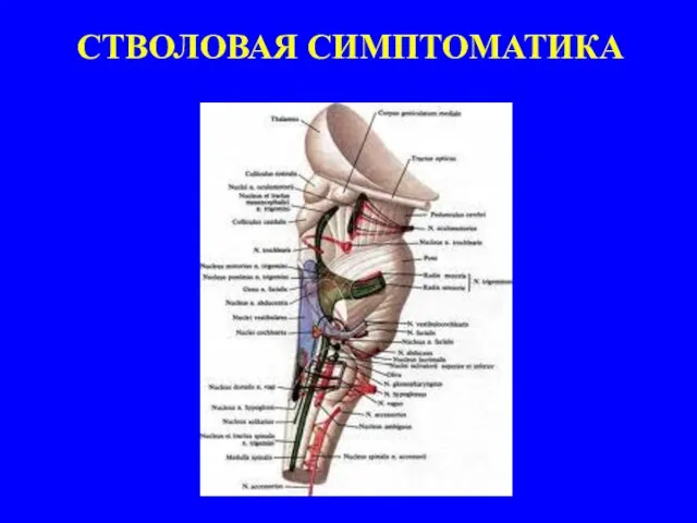 СТВОЛОВАЯ СИМПТОМАТИКА