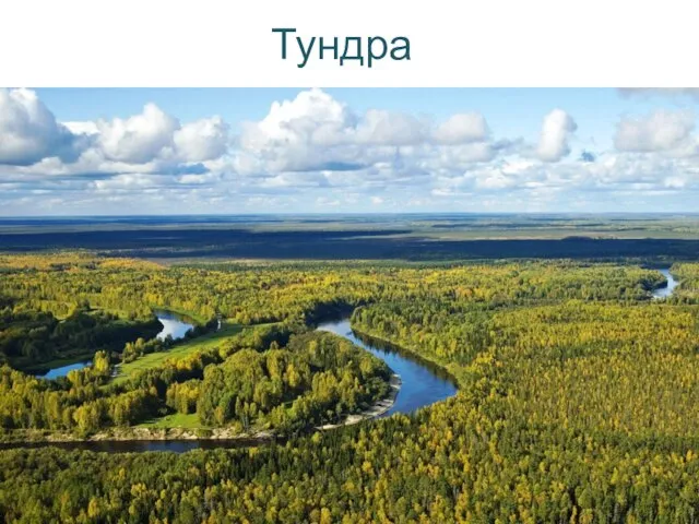 Тундра