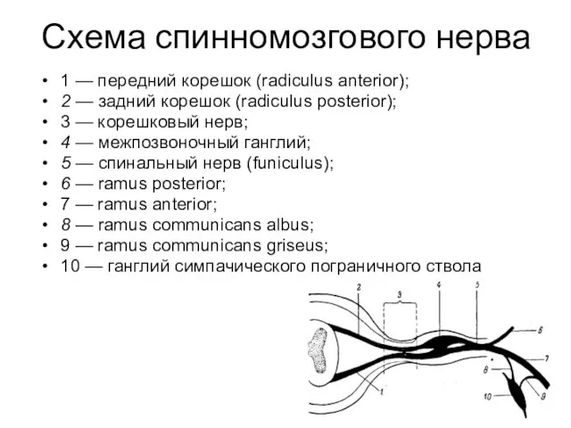 Схема спинномозгового нерва 1 — передний корешок (radiculus anterior); 2 — задний