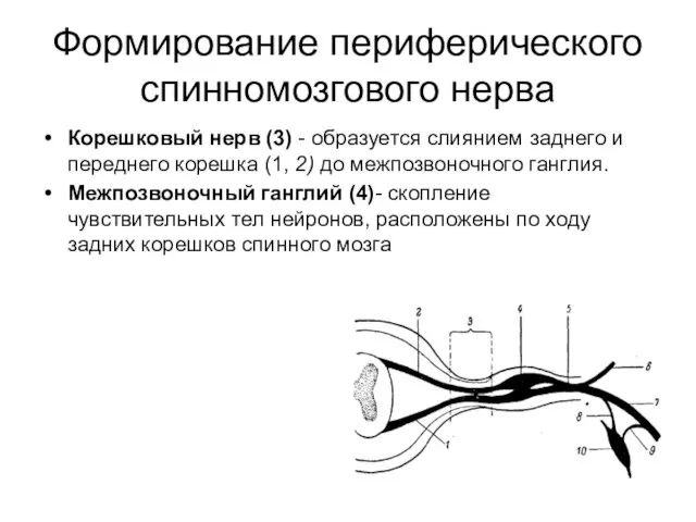 Формирование периферического спинномозгового нерва Корешковый нерв (3) - образуется слиянием заднего и