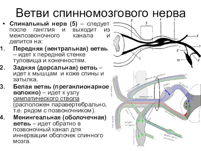 Ветви спинномозгового нерва Спинальный нерв (5) – следует после ганглия и выходит