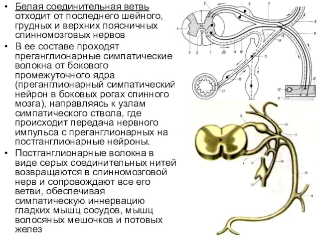 Белая соединительная ветвь отходит от последнего шейного, грудных и верхних поясничных спинномозговых