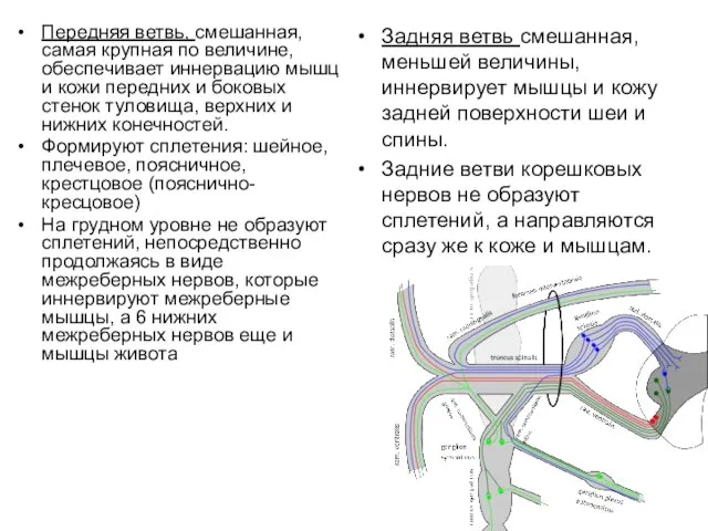 Передняя ветвь, смешанная, самая крупная по величине, обеспечивает иннервацию мышц и кожи