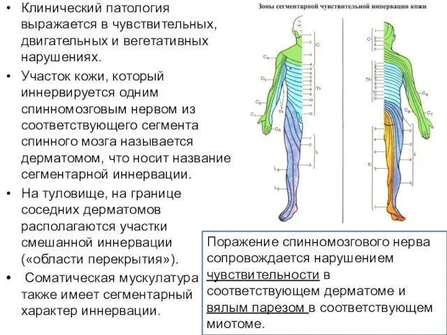 Клинический патология выражается в чувствительных, двигательных и вегетативных нарушениях. Участок кожи, который