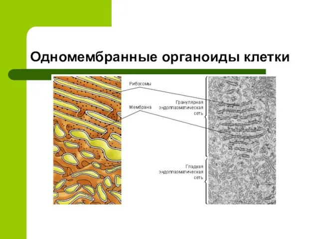 Одномембранные органоиды клетки